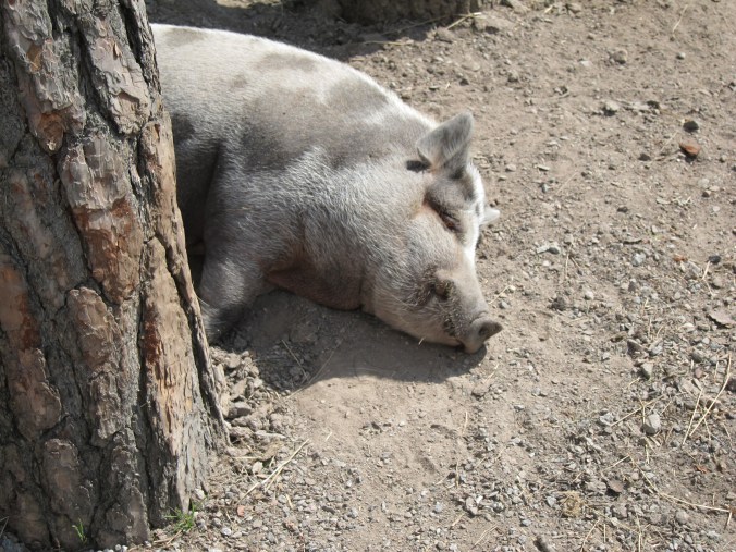 Mmmm... Swedish bacon