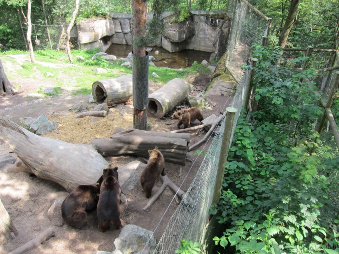Bears