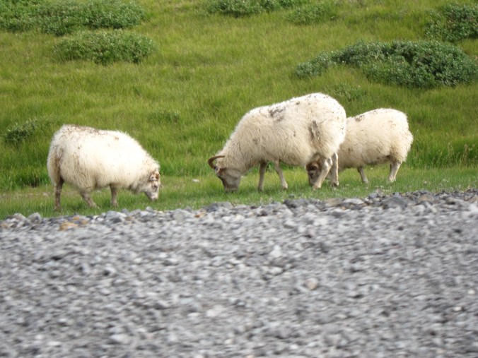 Sheep