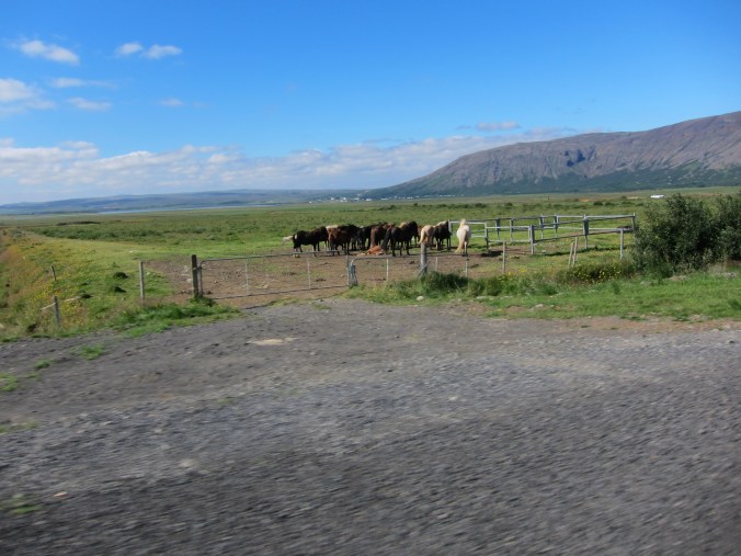 Icelandic horses