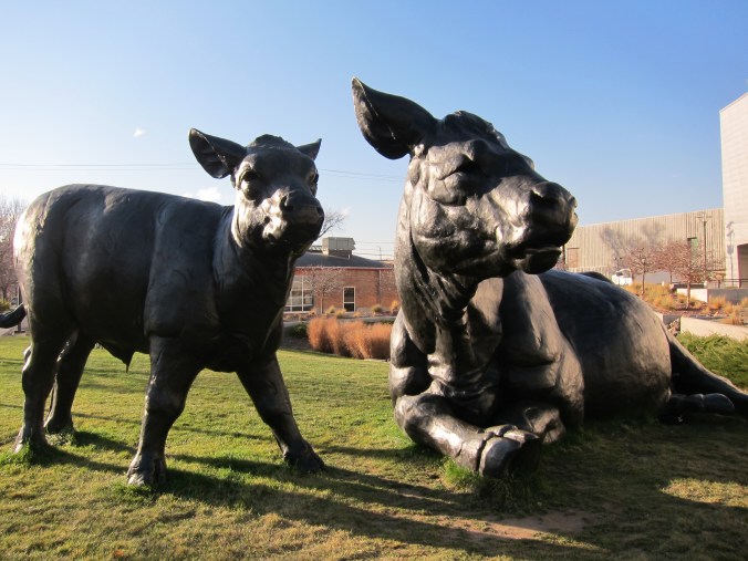 Scottish Angus Cow and Calf