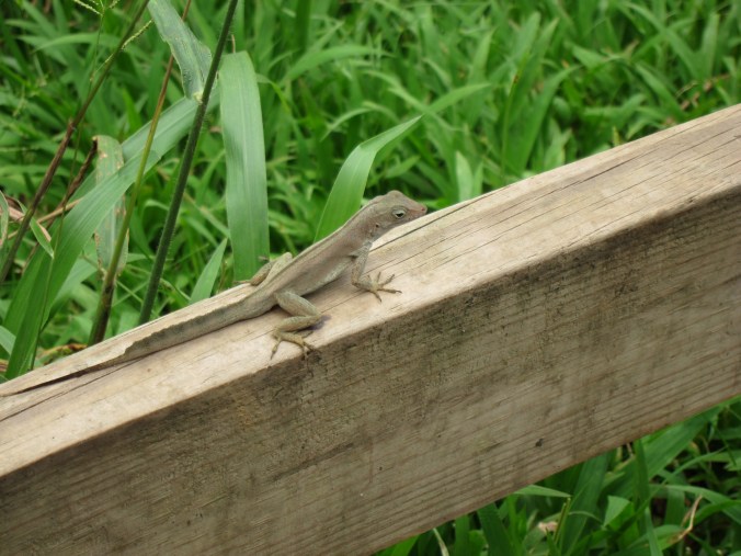 Some of the local wildlife