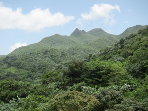 Rainforest view
