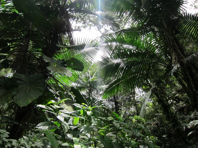 Deep in the rainforest