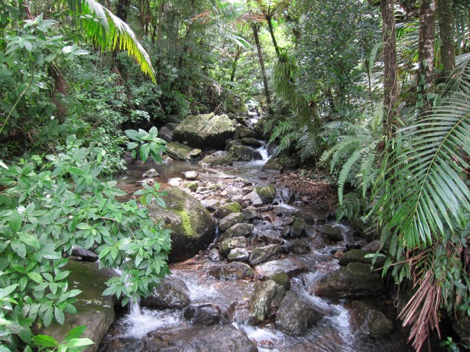 Deep in the rainforest