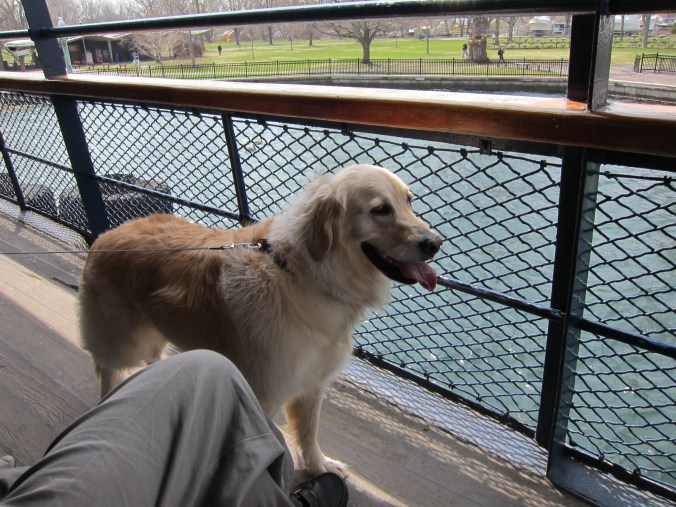 Toronto Islands ferry dog