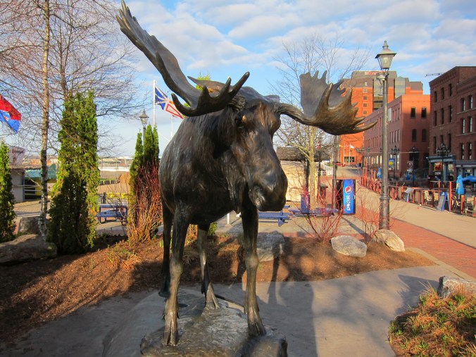 Moose in Saint John