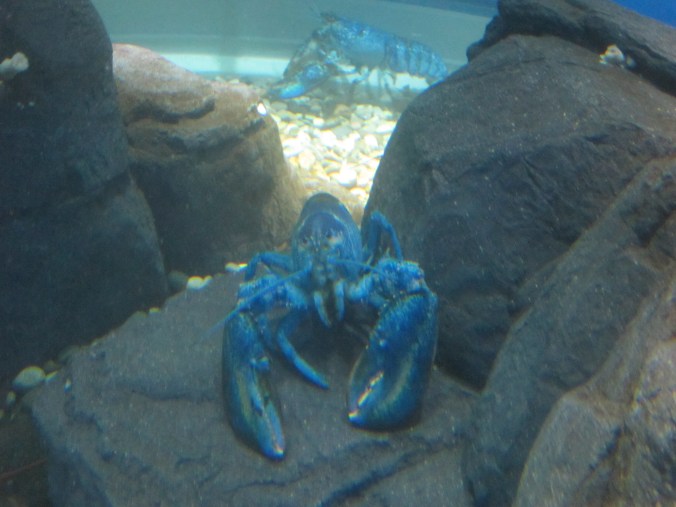 Blue lobster