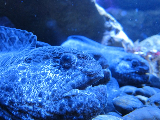 Wolf eel