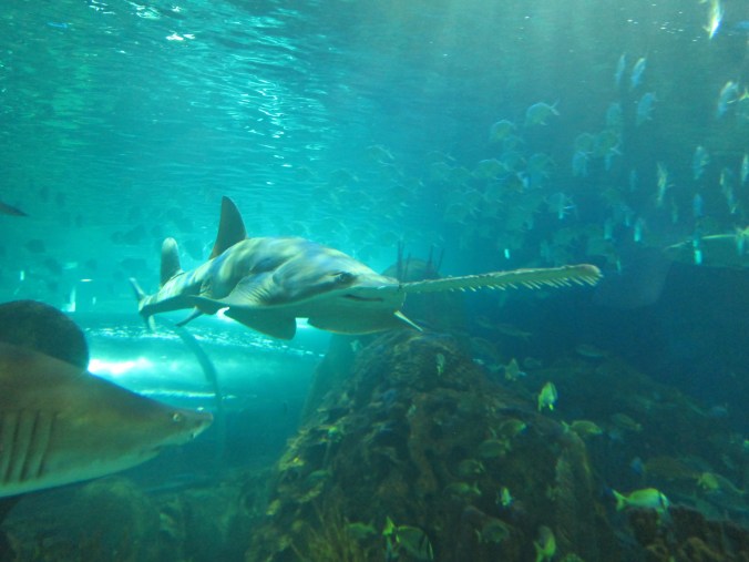 Green sawfish