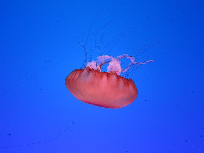Jellyfish