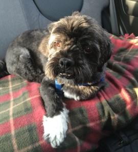 Chewy in the car