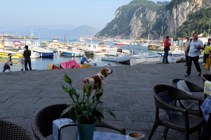 Dog wandering around Marina Grande