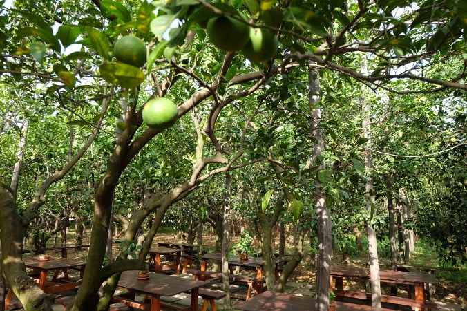 Lemon grove in Sorrento