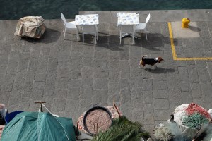 Dog walking along a Sorrento pier