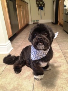 Chewy after a grooming