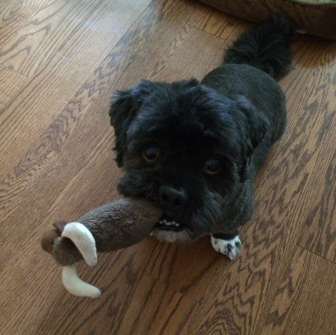 Chewy with his first toy