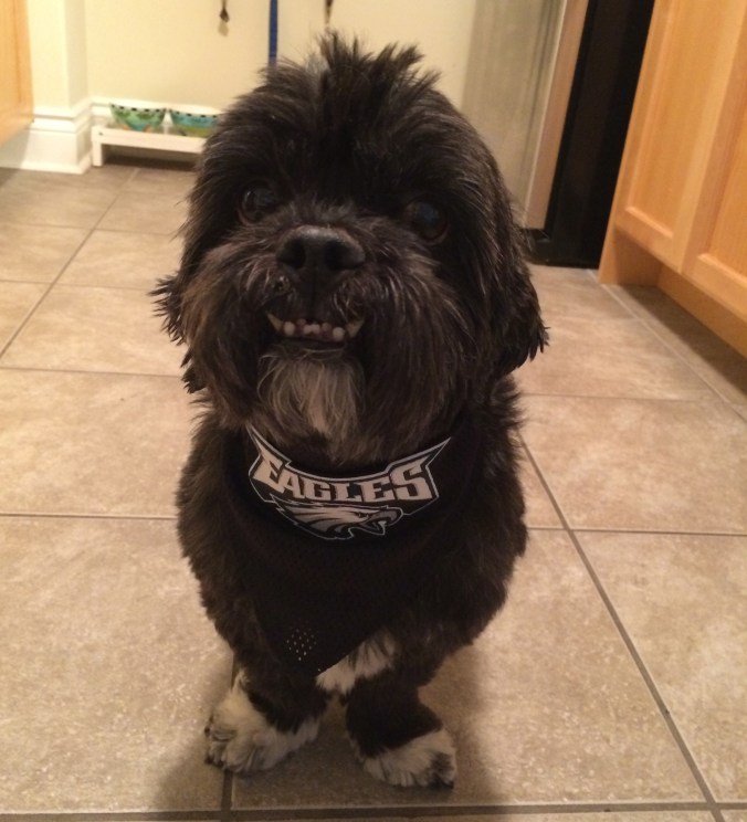 Chewy, fan of the Eagles