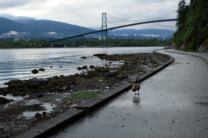 Wildlife on the seawall