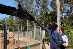 Feeding a giraffe