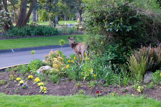 Deer in Beacon Hill Park