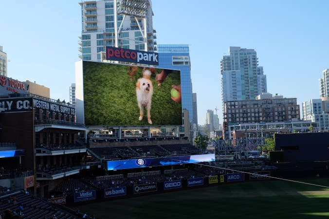 Pet adoption Sunday at the ballpark