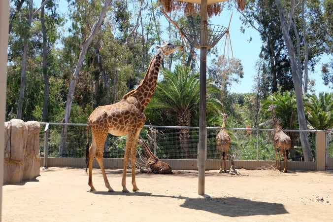 Giraffes