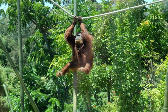 Orangutans