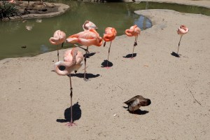 Flamingos