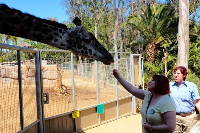 Feeding a giraffe