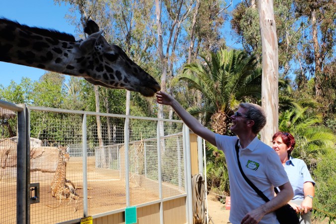 Feeding a giraffe