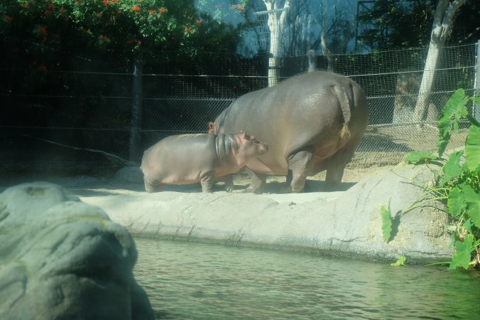 Hippos