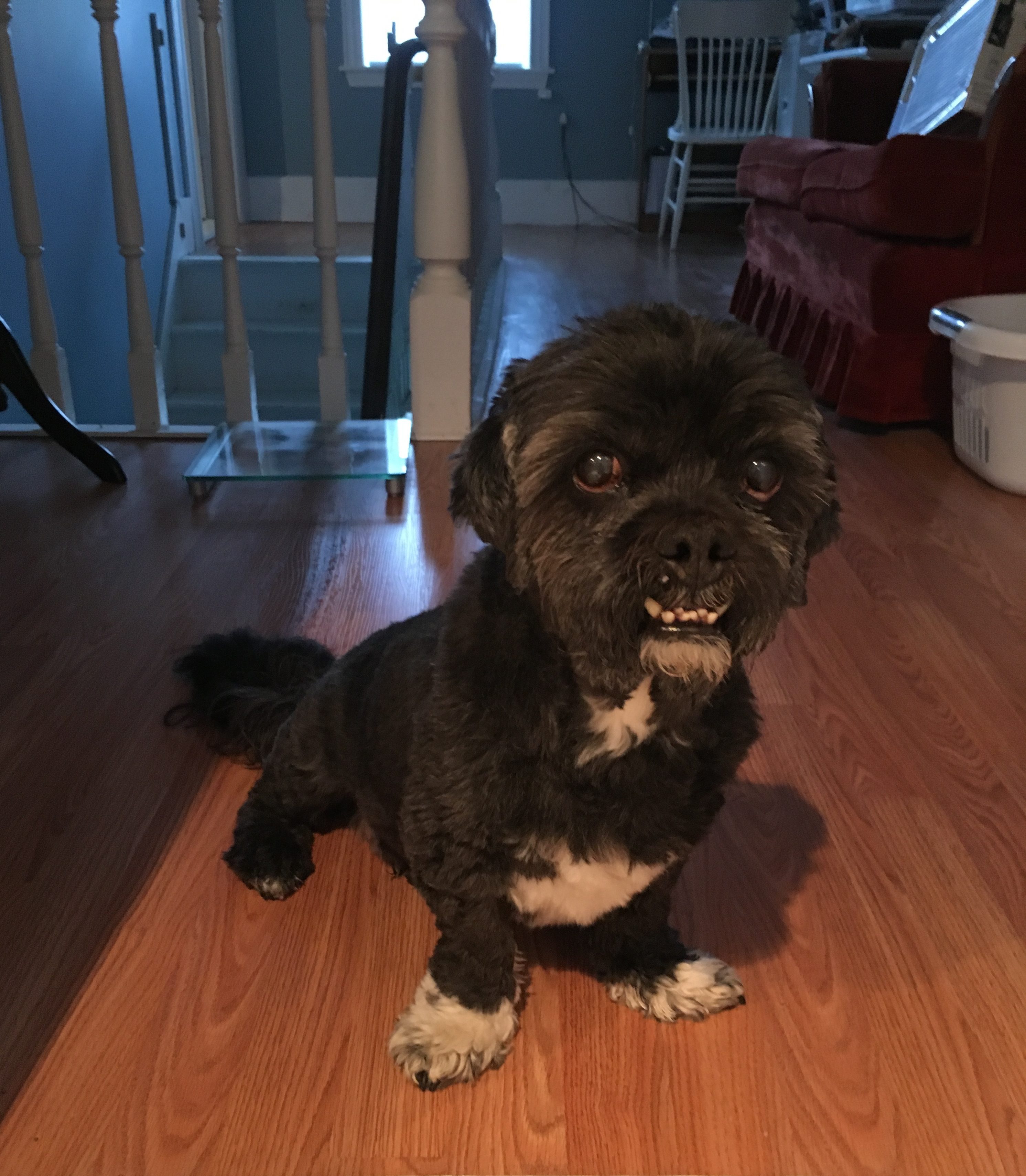 Chewy in Nackawic, NB