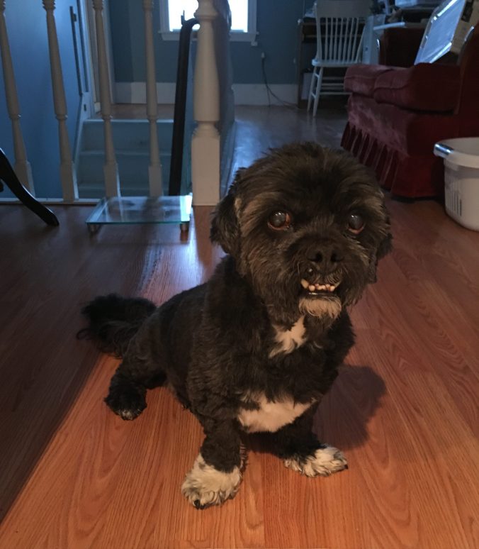 Chewy in Nackawic, NB