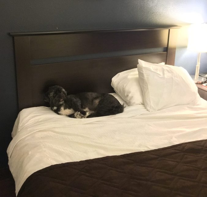 Chewy in Terrebonne, QC