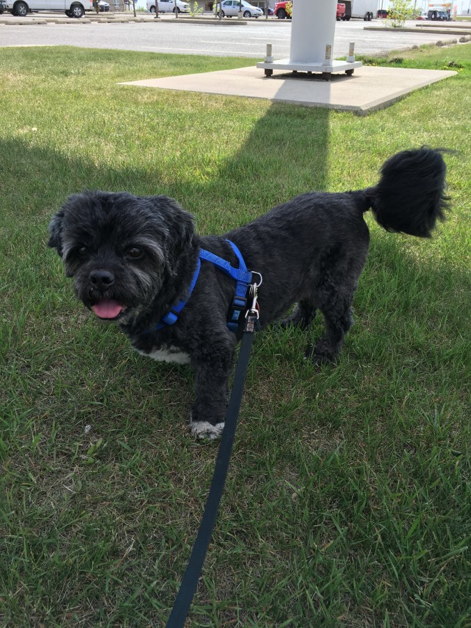 Chewy walking in Brandon, MB