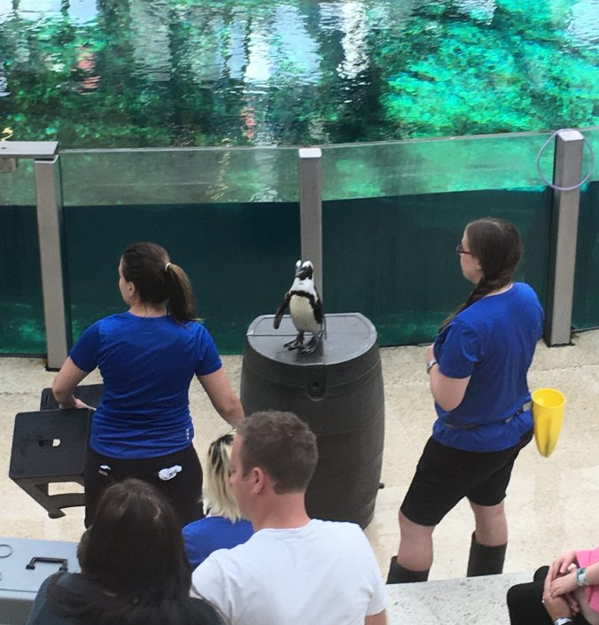 Penguin at West Edmonton Mall