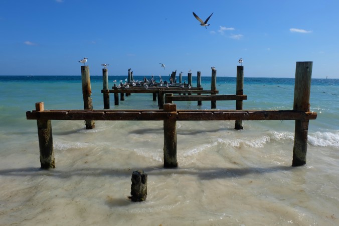 puerto-morelos-birds