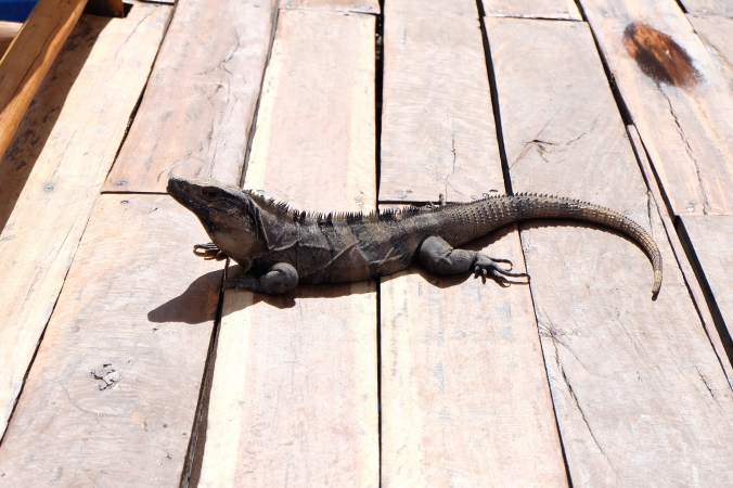 Iguana bridge defence