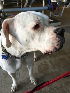 Dog at Little Brown Jug