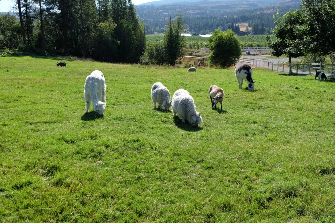 Arion Therapeutic Farm