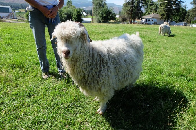 Arion Therapeutic Farm