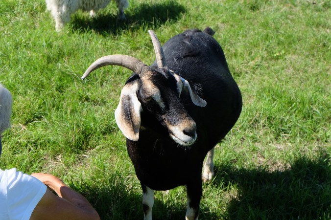 Arion Therapeutic Farm