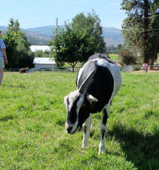 Arion Therapeutic Farm