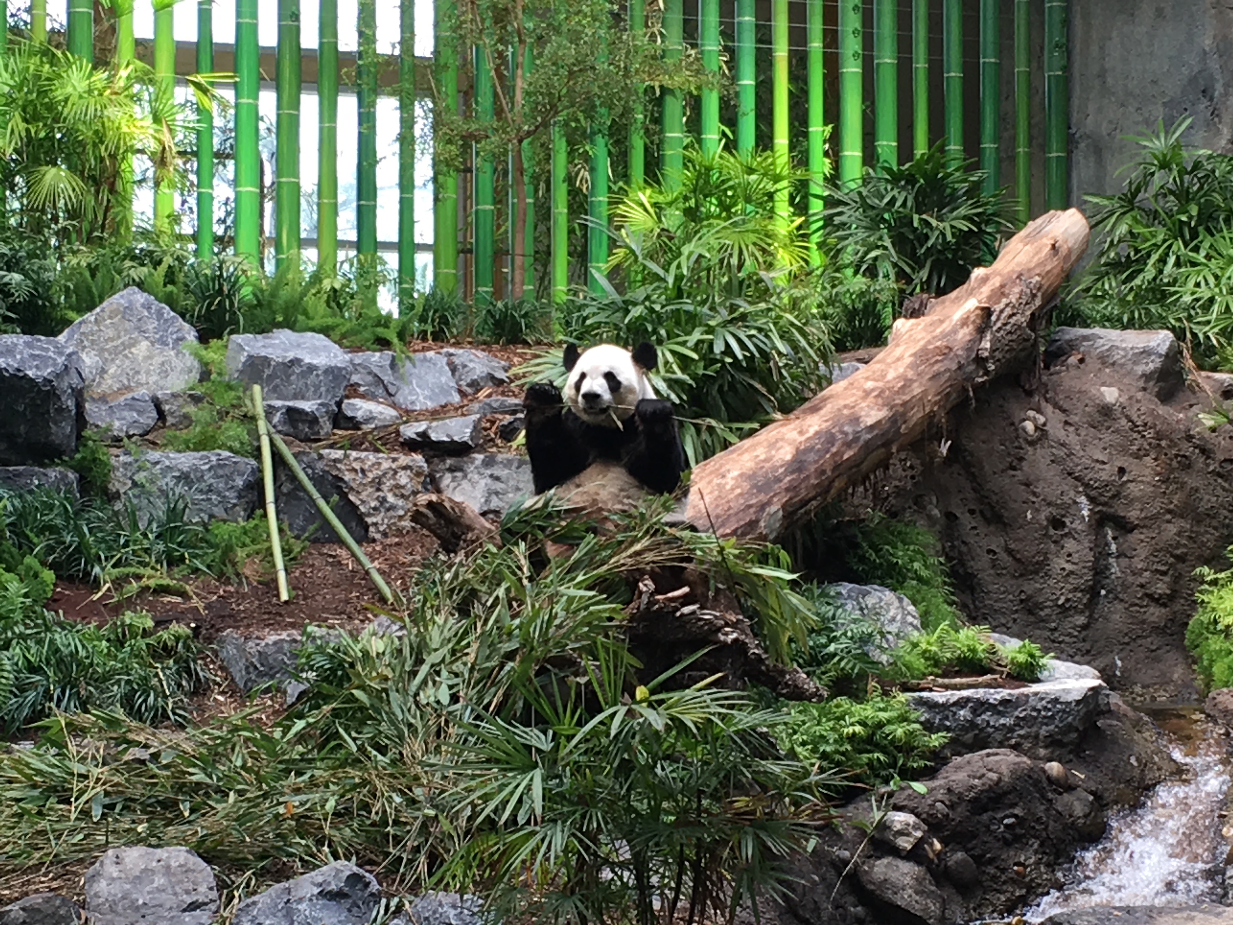Panda at Calgary Zoo