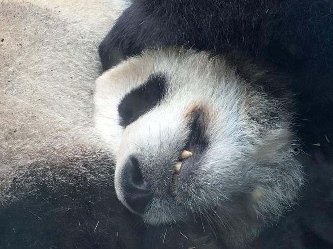 Panda at Calgary Zoo