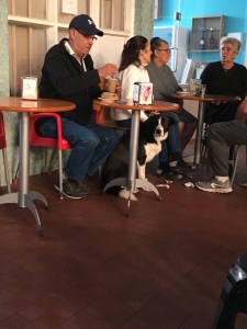 Dogs in Nazaré