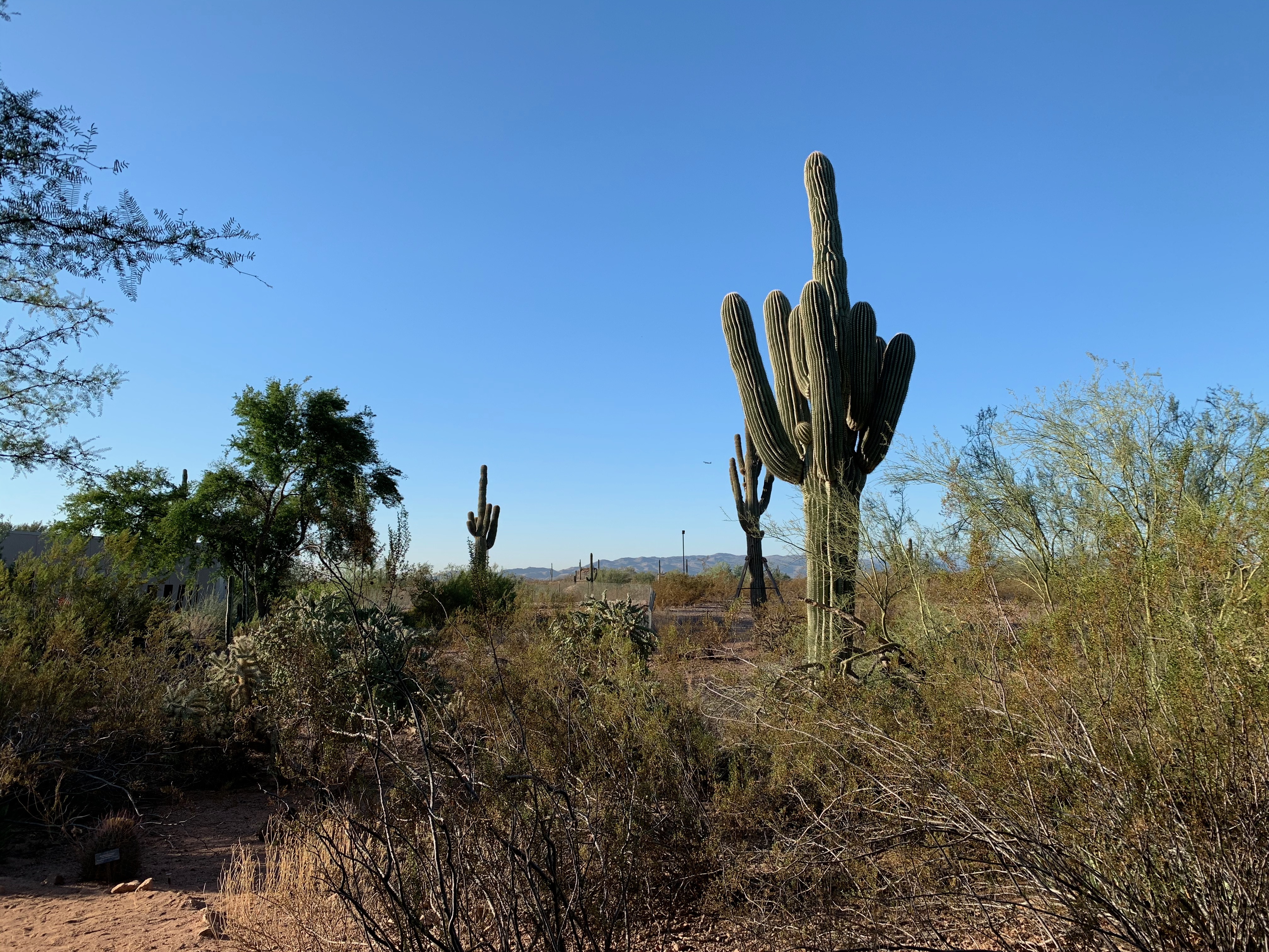 Desert Botanical Garden