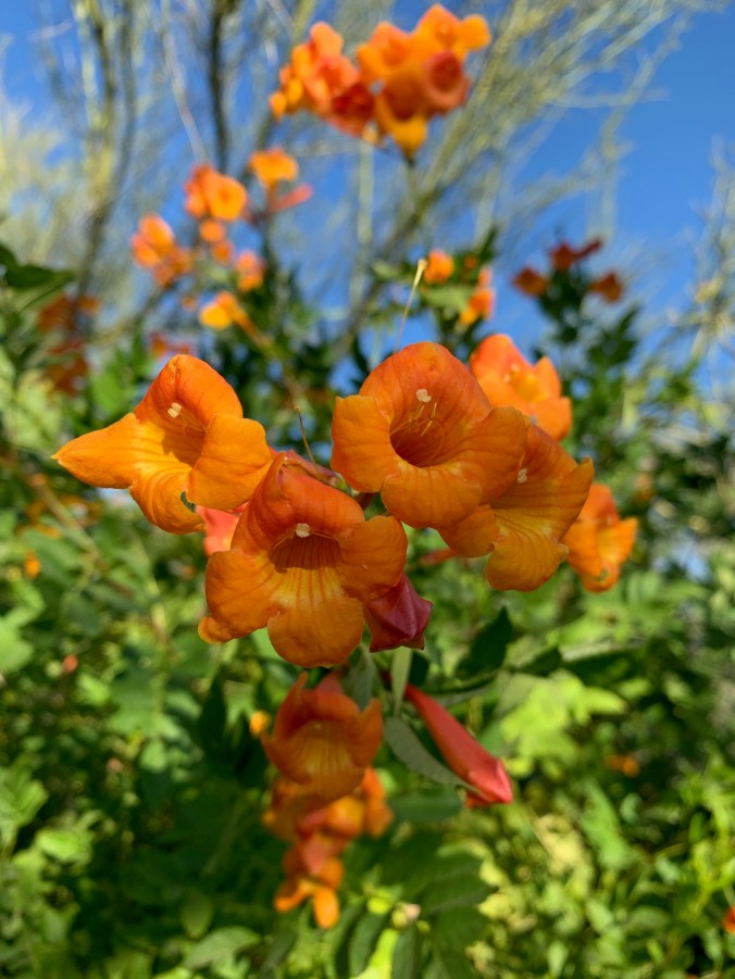 Desert Botanical Garden