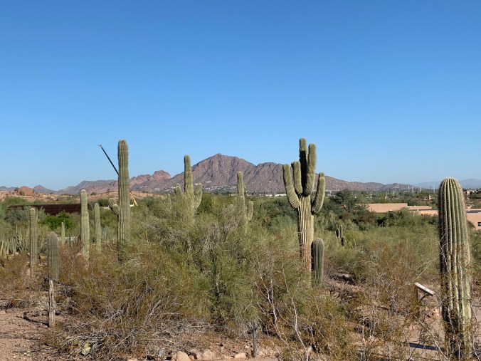 Desert Botanical Garden